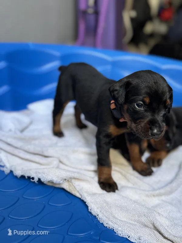 Baby Dobermans  – Doberman Pinscher puppy for sale in San Diego, CA