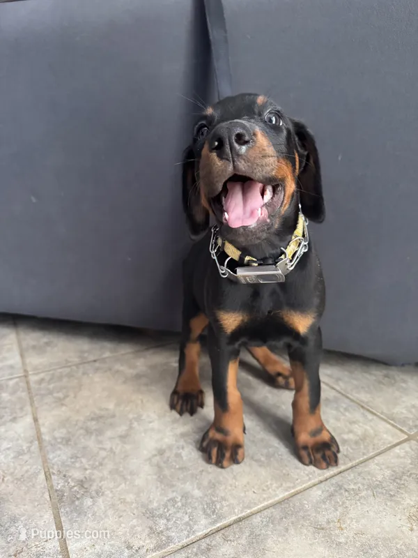 Yellow – Doberman Pinscher puppy for sale in Escondido, CA
