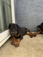 Female Doberman, a female Doberman Pinscher for sale in Escondido, CA – 2 of 2