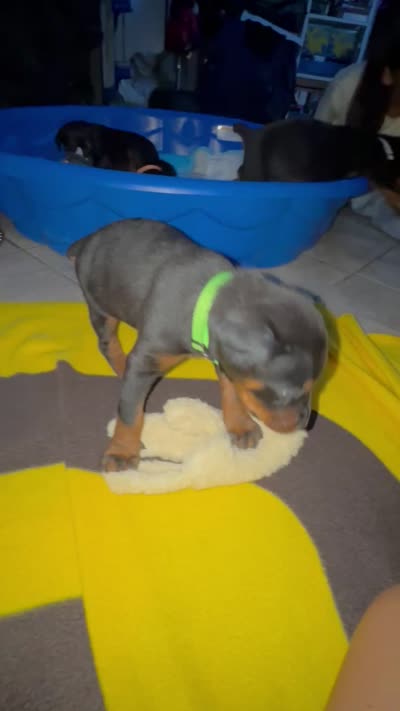 Baby Dobermans , a female Doberman Pinscher for sale in San Diego, CA – 9 of 9