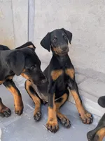 Baby Doberman, a female Doberman Pinscher for sale in Escondido, CA – 6 of 10