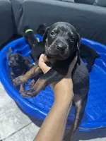 Baby Dobermans , a female Doberman Pinscher for sale in San Diego, CA – 3 of 9