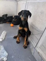 Doberman Puppy , a female Doberman Pinscher for sale in Escondido, CA – 4 of 5
