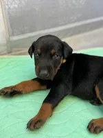 Doberman puppies , a male Doberman Pinscher for sale in San Diego, CA – 5 of 8
