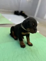 Doberman puppies , a male Doberman Pinscher for sale in San Diego, CA – 2 of 8