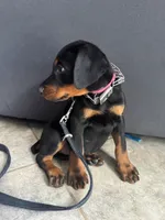 Baby Doberman, a female Doberman Pinscher for sale in Escondido, CA – 2 of 10