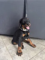 Yellow, a male Doberman Pinscher for sale in Escondido, CA – 3 of 3
