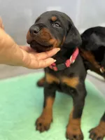 Baby Dobermans , a male Doberman Pinscher for sale in San Diego, CA – 6 of 6