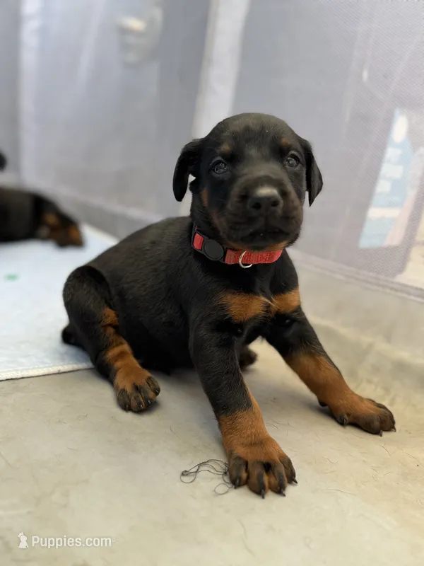 Baby Dobermans  – Doberman Pinscher puppy for sale in San Diego, CA