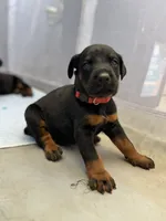 Baby Dobermans , a male Doberman Pinscher for sale in San Diego, CA – 1 of 6