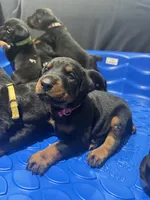 Baby Dobermans , a female Doberman Pinscher for sale in San Diego, CA – 7 of 9