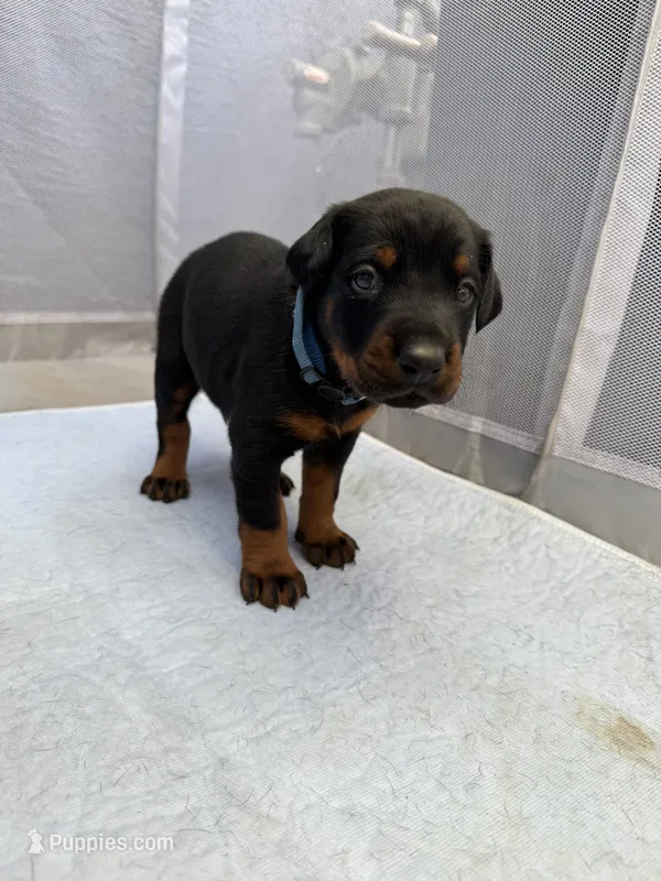 Doberman puppies  – Doberman Pinscher puppy for sale in San Diego, CA