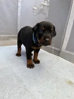 Doberman puppies , a male Doberman Pinscher for sale in San Diego, CA – 1 of 8