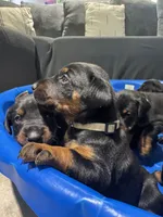 Baby Dobermans , a male Doberman Pinscher for sale in San Diego, CA – 3 of 6