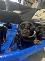Baby Dobermans , a male Doberman Pinscher for sale in San Diego, CA – 4 of 6