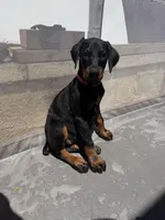 Baby Doberman, a female Doberman Pinscher for sale in Escondido, CA – 8 of 10