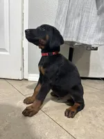 Rex, a male Doberman Pinscher for sale in Escondido, CA – 3 of 4