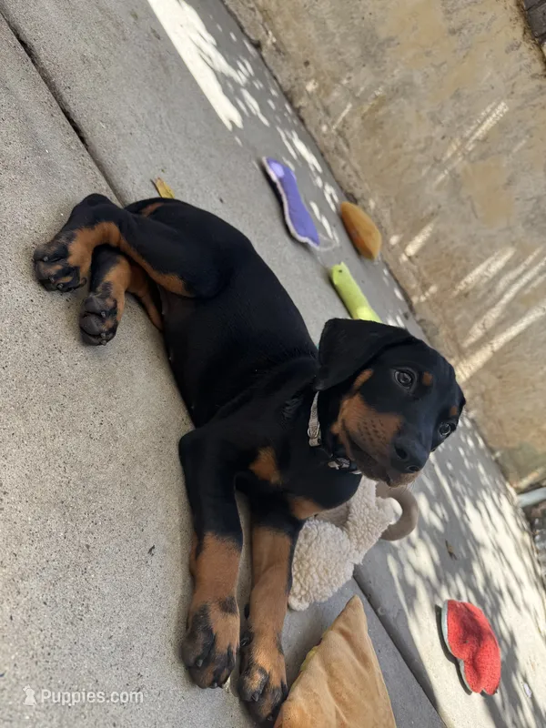 Baby Dobermans  – Doberman Pinscher puppy for sale in Escondido, CA