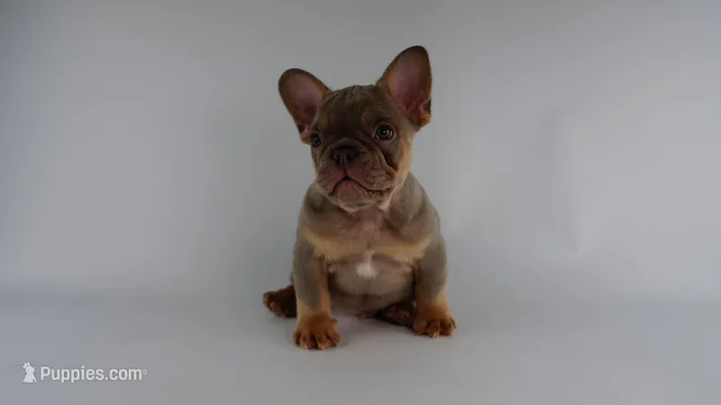 Bacon Bit – French Bulldog puppy for sale in Columbia, SC