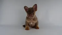 Bacon Bit, a female French Bulldog for sale in Columbia, SC – 1 of 1