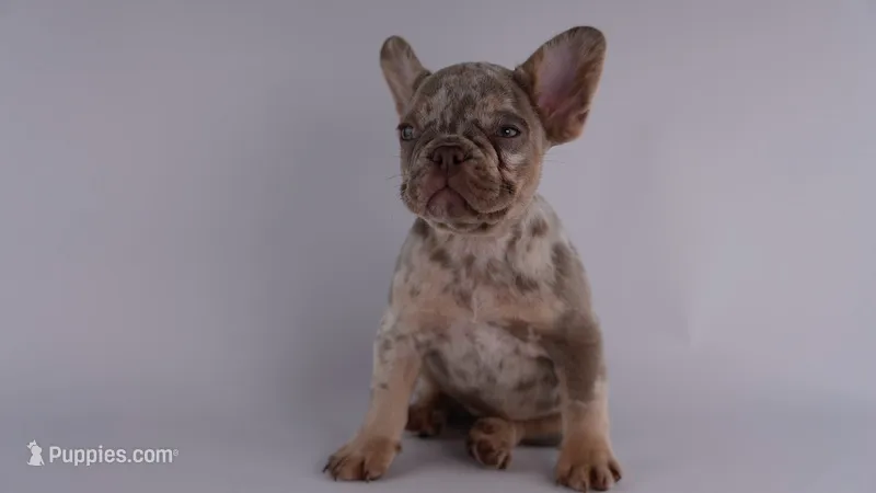 Merle Girl – French Bulldog puppy for sale in Columbia, SC