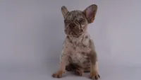 Merle Girl, a female French Bulldog for sale in Columbia, SC – 1 of 1