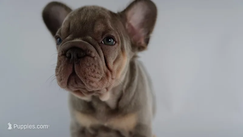 Splinter – French Bulldog puppy for sale in Columbia, SC