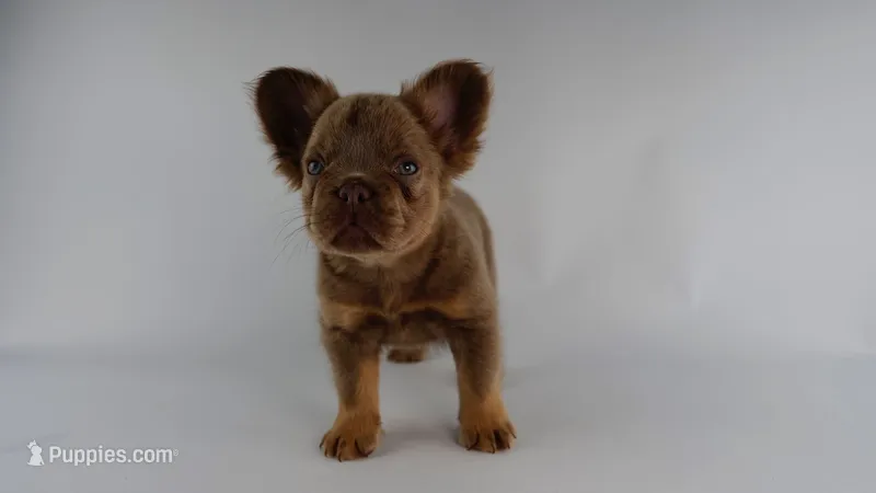 Chubbie – French Bulldog puppy for sale in Columbia, SC