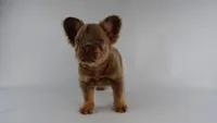 Chubbie, a female French Bulldog for sale in Columbia, SC – 1 of 1