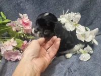 Kallie, a female Cavapoo for sale in Stockton, MO – 4 of 10