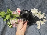 Kallie, a female Cavapoo for sale in Stockton, MO – 9 of 10