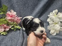 Knox, a male Cavapoo for sale in Stockton, MO – 7 of 10