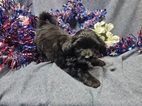Joey, a male Havapoo for sale in Stockton, MO – 10 of 10