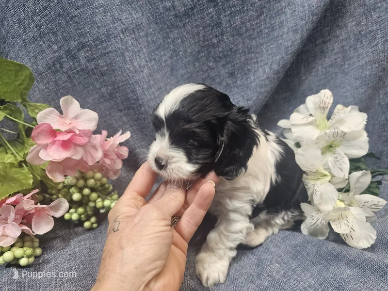 Knox – Cavapoo puppy for sale in Stockton, MO
