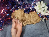 Mosley , a male Maltipoo for sale in Stockton, MO – 8 of 10