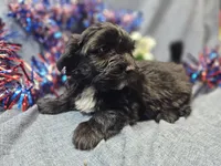 Joey, a male Havapoo for sale in Stockton, MO – 6 of 10