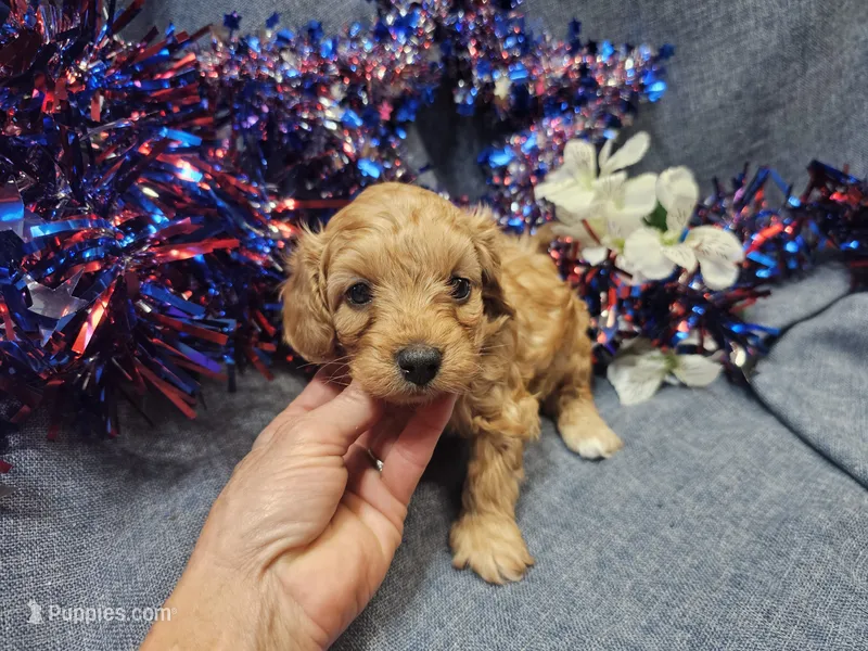 Mosley  – Maltipoo puppy for sale in Stockton, MO