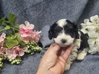 Knox, a male Cavapoo for sale in Stockton, MO – 3 of 10