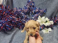 Mindy, a female Maltipoo for sale in Stockton, MO – 9 of 9