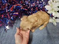 Mindy, a female Maltipoo for sale in Stockton, MO – 4 of 9