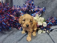 Mosley , a male Maltipoo for sale in Stockton, MO – 10 of 10