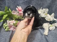 Kallie, a female Cavapoo for sale in Stockton, MO – 3 of 10