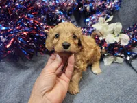 Mosley , a male Maltipoo for sale in Stockton, MO – 2 of 10