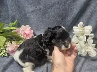 Kallie, a female Cavapoo for sale in Stockton, MO – 8 of 10