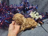 Mosley , a male Maltipoo for sale in Stockton, MO – 4 of 10