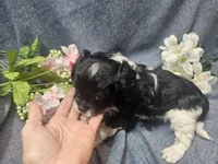 Kallie, a female Cavapoo for sale in Stockton, MO – 5 of 10