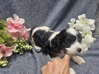 Knox, a male Cavapoo for sale in Stockton, MO – 8 of 10