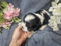 Knox, a male Cavapoo for sale in Stockton, MO – 6 of 10