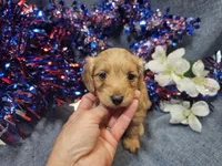 Mindy, a female Maltipoo for sale in Stockton, MO – 2 of 9