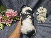 Knox, a male Cavapoo for sale in Stockton, MO – 2 of 10